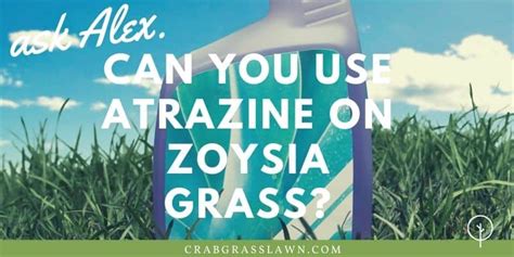 If you use too much then it will cause bermuda grass is not tolerant of atrazine and it can possibly kill the grass. Can You Use Atrazine on Zoysia Grass? | CG Lawn