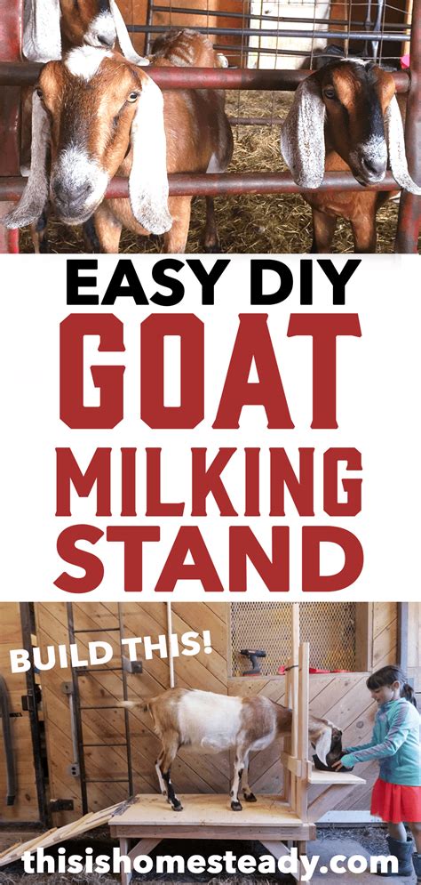 Upgrading from hand pump milker to electronic milker from amazon delivered broken and. How To Build a Goat Milking Stand - Easy DIY - Homesteady