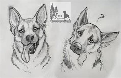 How to draw german shepherd step by step? Why Do German Shepherds Tilt Their Head - Wag! | Animal ...