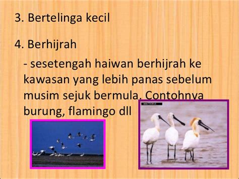 Urutan waktu 00:01 cara melindungi dirimu 01:04 masker wajah yang dapat digunakan kembali 04:46 teknik pertahanan diri. Perlindungan haiwan daripada cuaca melampau