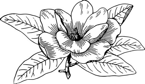 Free Free 327 Flower Drawing Svg Free SVG PNG EPS DXF File