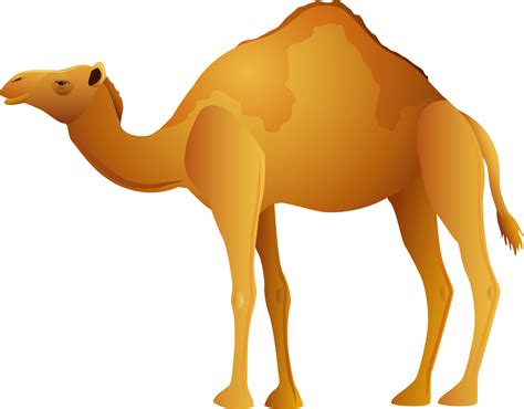 Camels are look adorably absurd and they spit like jerks. Camel PNG image, free camel png pictures