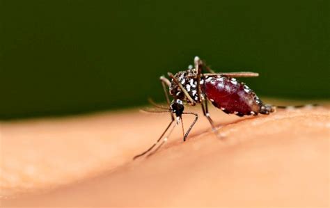 Tetapi, demam tinggi itu bakal kembali normal belum ada obat serta vaksin yang diketemukan untuk menangani penyakit ini. Inilah Tanda-tanda Dari DBD Atau Demam Berdarah Dengue ...