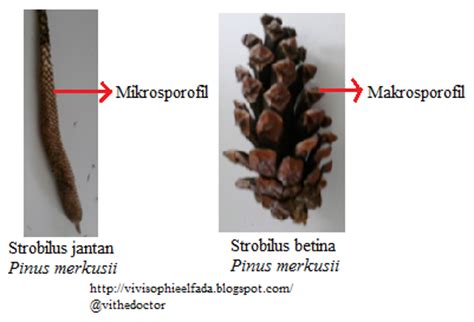 Saat ciblek masih bakalan/anakan, pada ujung paruhnya berwarna hitam. Menimba Ilmu Sepanjang Hayat: LAPORAN PRAKTIKUM BOTANI PHANEROGAMAE PINOPHYTA (CYCADOPSIDA ...