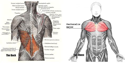 This allows you to determine what size and shape to make each muscle. The muscles of the chest and upper back - Anatomy-Medicine.COM