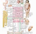 Read more about symptoms, diagnosis, treatment, complications, causes and prognosis. Pseudohypoparathyroidism. Causes, symptoms, treatment ...