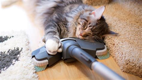 Почему кошки боятся пылесоса? – Pet-Mir.ru