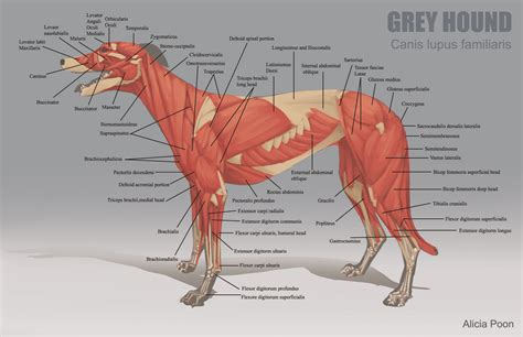 Sinus structure of the skull. ArtStation - Animal Anatomy Charts, Alicia Poon | Dog anatomy