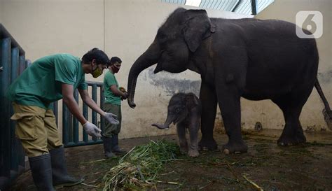 Tanaman ini mempunya daun yang lebar seperti kuping gajah dengan warna hijau tua dengan garis keputihan, dalam perawatan tanaman ini juga sangat mudah karena cuma perawatan pada daunnya saja. FOTO: Bayi Gajah Bernama Covid Lahir di Taman Safari Bogor ...