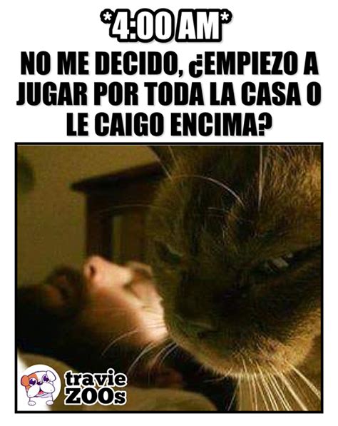 No jugabas siempre con el mismo personaje, era generacional, osease , que usabas en ocasiones a. Bingo! Juego encima de él | Gatos graciosos, Memes ...