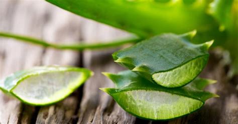 The treatment with aloe makes the hair more beautiful, soft, and shiny. 10 Amazing Benefits of Aloe Vera for Skin, Hair, Weight ...