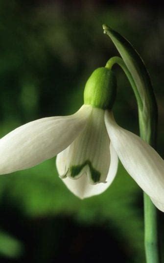 Maybe you would like to learn more about one of these? The best snowdrop varieties for your garden | The Telegraph