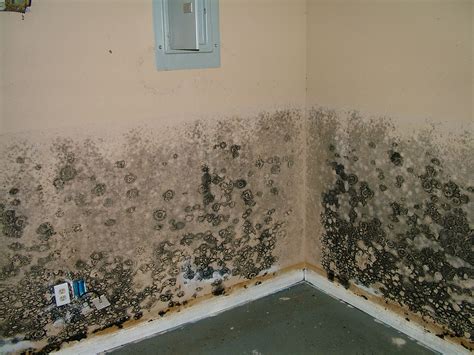 Sometimes these pesky and gross fungi can appear as mold on the wall in the bedroom. Symptoms of Household Mold Exposure | 24Restore