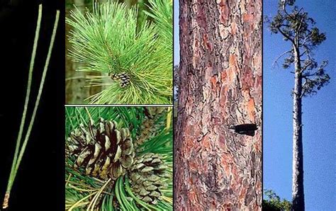 Maybe you would like to learn more about one of these? Minnesota State Tree - 50States.com | Minnesota state ...