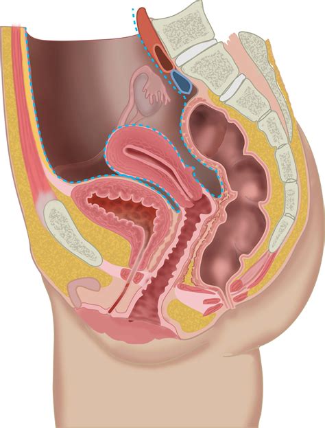 Sagittal section female pelvis with peritoneum | AnatomyTOOL