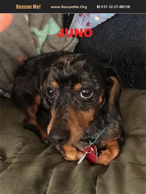 This dog is a rescue from a hoarding situation that has developed some severe be… more. ADOPT 17122700118 ~ Dachshund Rescue ~ Raleigh, NC