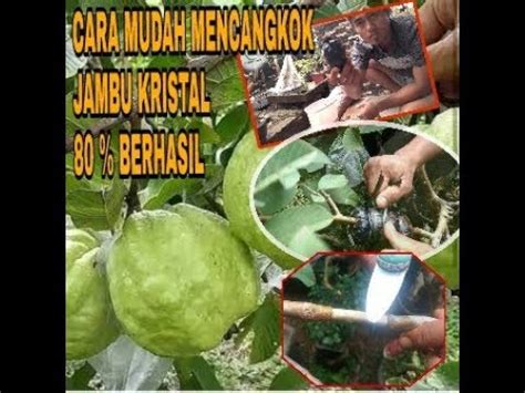 Lalu, aduk sampai masker terlihat kental. Cara mudah mencangkok jambu kristal untuk pemula. - YouTube