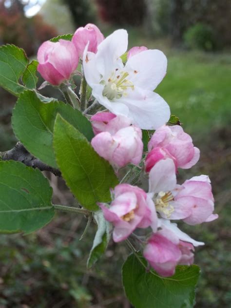 Quali sono i 10 fiori più profumati dell'autunno facili da coltivare in piena terra nelle aiuole del giardino, come bordure e anche in vaso su terrazze e balconi? il vento ama....: aprile 2012