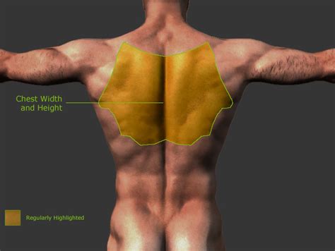 These are the essential muscles of the frontal torso. Upper Torso Anatomy - Anterior and Posterior Torso Muscles ...