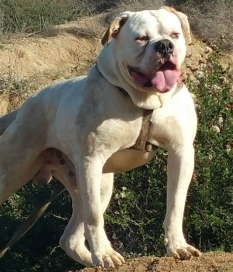 However, when the sport was outlawed in 1835 thanks to the cruelty to animals act, the american kennel club quickly dubbed the bulldog a. American Bulldog - My Dog Breeders - Part 72