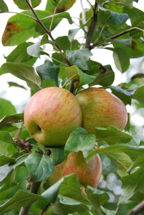 Honeycrisp was produced from a 1960 cross of macoun and honeygold, as part of the university of minnesota apple breeding program to develop winter hardy cultivars with high fruit quality. Honeycrisp | Bee garden, Apple garden, Apple harvest