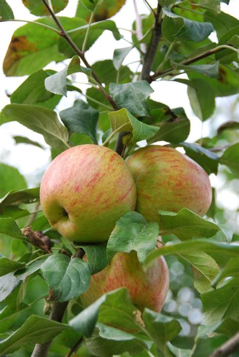 It is increasingly available in supermarkets. Honeycrisp | Bee garden, Apple garden, Apple harvest