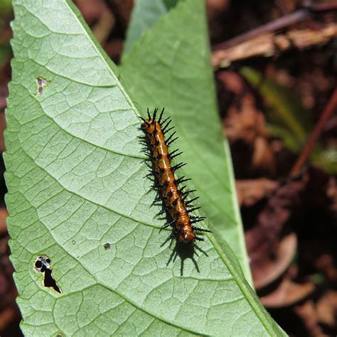 Passiflora incarnata, or maypop passion flower, does not contain cyanide so it is not poisonous. ipernity: Gulf fritillary larva on Passiflora leaf - by ...