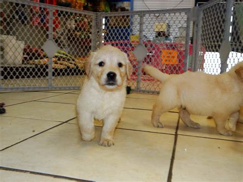 I crosspost dogs in nc shelters so they can get a home before they are killed. Golden Retriever Puppies For Sale Wilmington Nc | PETSIDI