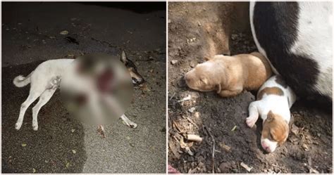 Stray animals at indian airports. Stray mother dog feeding her puppies stabbed in random act ...