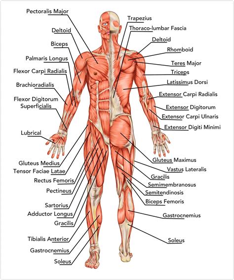 As the name suggests, there are four main the leg muscles enable the different movements and activities of the lower part of the body. Muskulatur: Die wichtigsten Muskeln des Menschen im Überblick