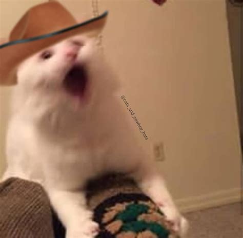 This is a meme compilation of the memes i found and used in my meme. Dank Cat Memes and Cowboy Hats on Instagram: "My reaction ...