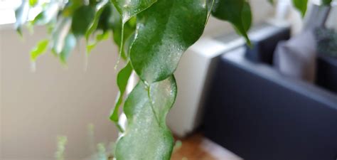 There are some plants which spider mites seem to favor more than others. Spider Mites in the Ficus Tree | At Home with John Newman