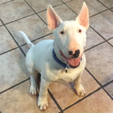 Just a big spot of hair loss. Hair loss on tail - Strictly Bull Terriers