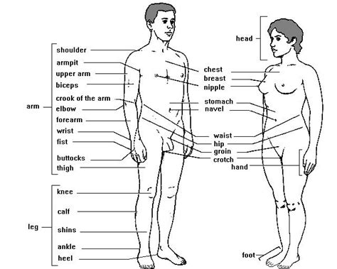 Here is some essential vocabulary to talk about parts of your body in english, from top to bottom. partsofthebody - palacioingles - Easy english