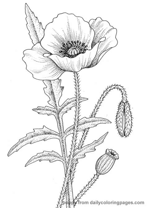 Supercoloring.com is a super fun for all ages: Realistic Flower Coloring Pages - Flower Coloring Page