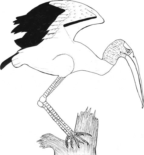 This stork coloring pages will helps kids to focus while developing creativity, motor skills and color recognition. Stork coloring page - Animals Town - Animal color sheets ...