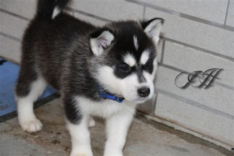 Der lang ersehnte tag rückt in greifbare nähe und es dauert nicht. Siberian Husky Welpen suchen ein Zuhause in Düsseldorf ...