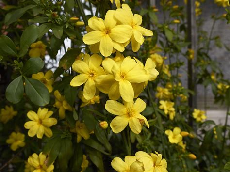 Plant cell meaning in tamil. Blissfull: Landscape Gardening Meaning In Tamil