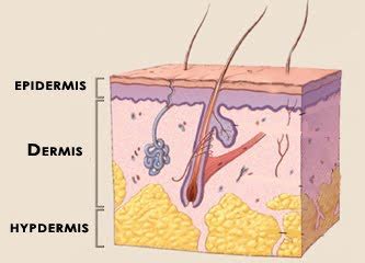 It is a constant source of hair germ cells from which new follicles grow when stimulated by circulating hormones. Shea Essentials