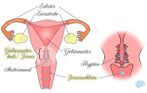 Grundsätzlich ist eine schwangerschaft möglich, wenn eine frau um den eisprung und vor allem kurz danach sex hat. Zervixschleim Deluxe