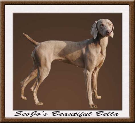 The cheapest offer starts at £100. .: Dogs :. | Ohio Weimaraners And Vizslas