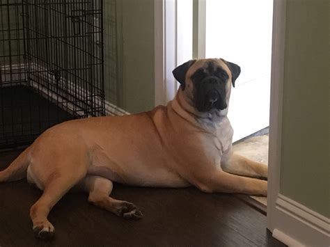Diagnosing canine pancreatic cancer your vet will use blood tests to check for pancreatic cancer. my dog's litter mate has cancer | TigerDroppings.com