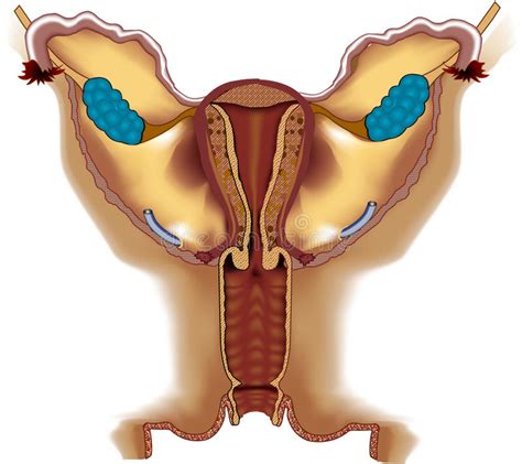 You will find here more than 296,000 photos of poses for whether you work at dreamworks or playstation 3d.sk and their constantly expanding image library is essential to your texture pipe. Female Reproductive System. Stock Vector - Illustration of ...