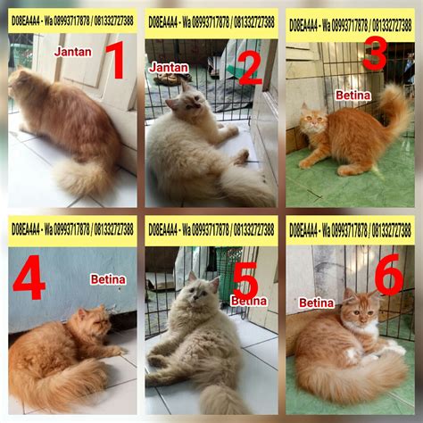 Nama bengal sendiri diambil dari istilah ilmiah untuk kucing macan asia atau di indonesia dikenal dengan sebutan kucing kuwuk / kucing congkok, yakni felis. Hamster Dan Kucing Persia Murah Surabaya