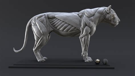 Human muscle system, the muscles of the human body that work the skeletal system, that are under voluntary control, and that are concerned with movement, posture, and balance. Lion study n°1 : muscles by Nicolas MOREL | Creatures | 3D ...