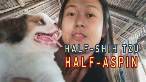 Maybe you would like to learn more about one of these? HALF SHIH TZU/HALF ASPIN Revealed! - YouTube