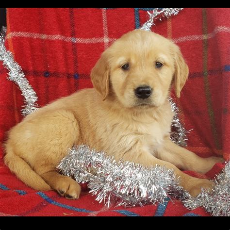 We are a small family kennel located in clovis, california (halfway between los angeles and. GOLDEN RETRIEVER | FEMALE | ID:1395-DAW - Central Park Puppies