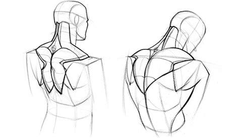 Women have the same exact muscles as men, they're just proportioned differently. How to Draw Upper Back Muscles - Form | Proko