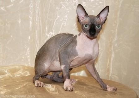 Check out our sphynx cat clothes selection for the very best in unique or custom, handmade pieces from our pet clothing shops. Sphynx Cat Pictures