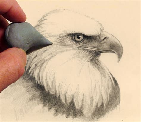 1 drawings on pixiv, japan. Eagle Drawing Simple at GetDrawings | Free download
